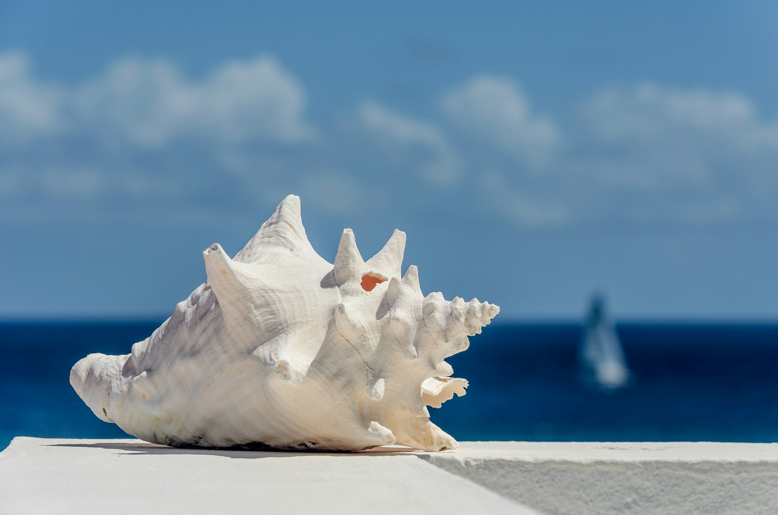 A conch shell on a ledge above the blue sea with a distant sailboat, Anguilla