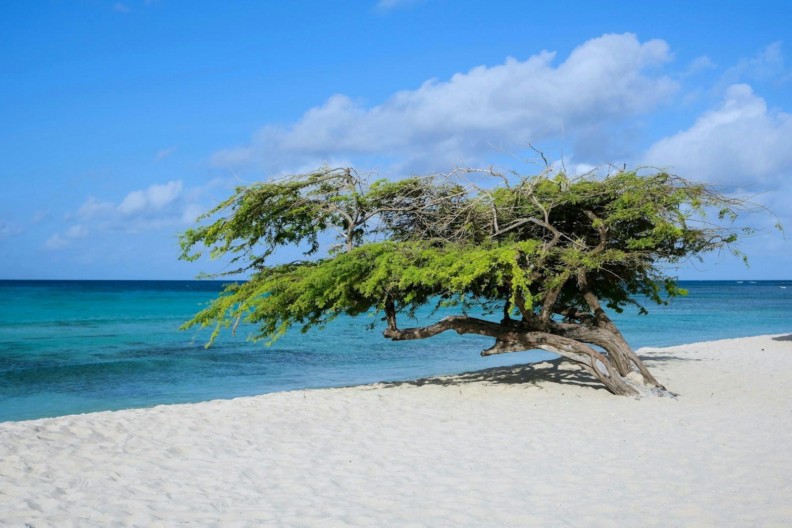 A windswept divi-divi tree on the white sand and turquoise water of Eagle Beach, Aruba