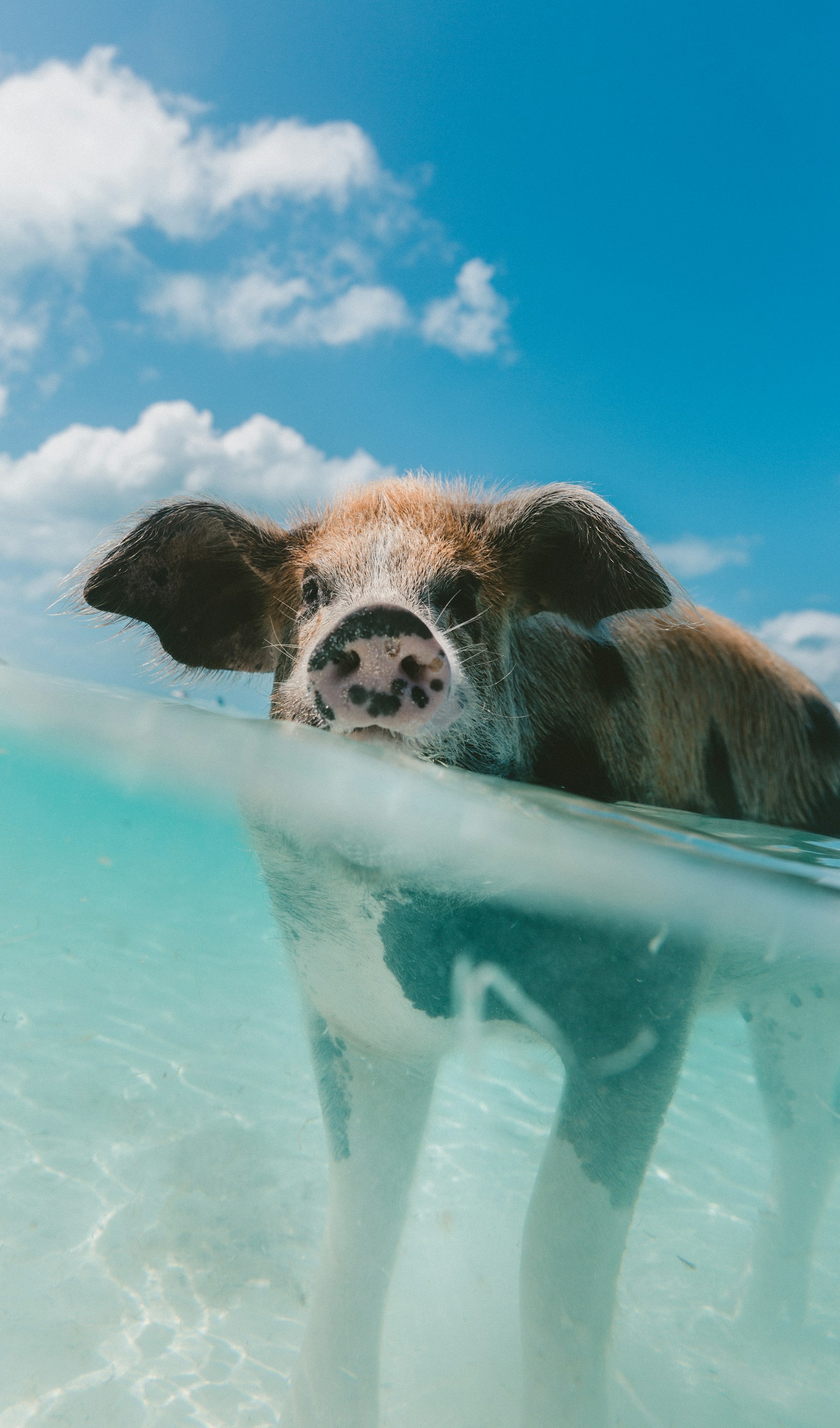 A swimming pig in the turquoise shallows of the Exuma cays, looking at the camera, Bahamas