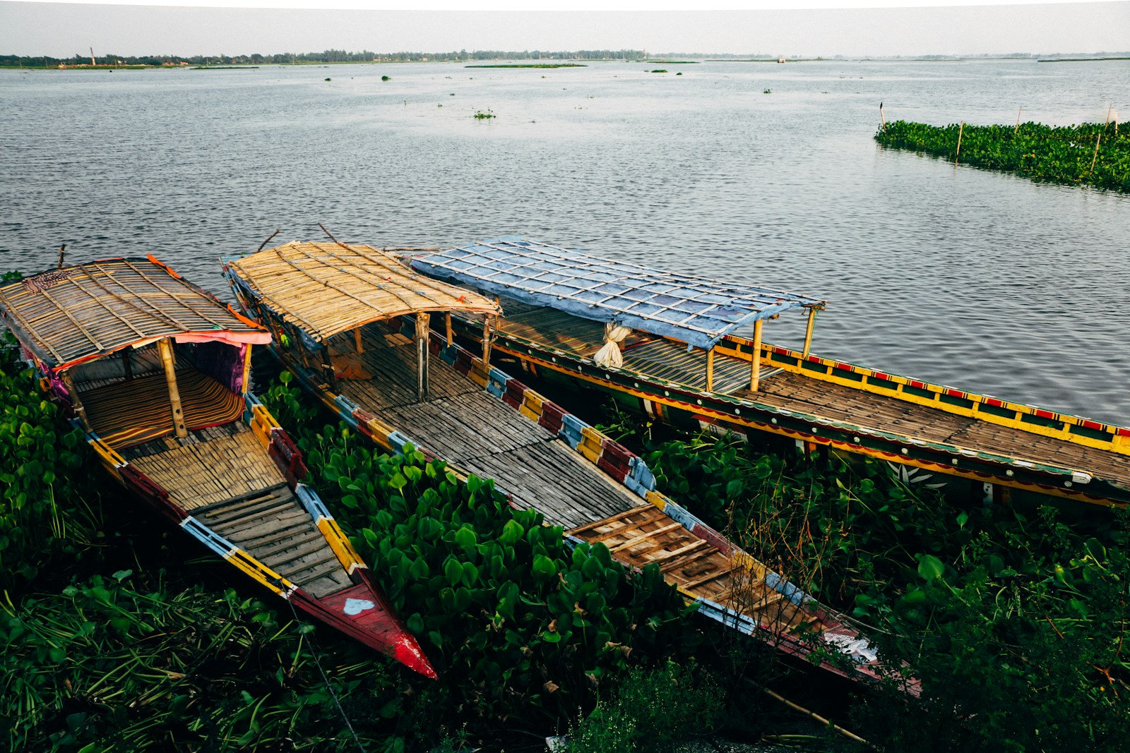 Colourful wooden country boats moored among green water hyacinth on a Bangladesh river