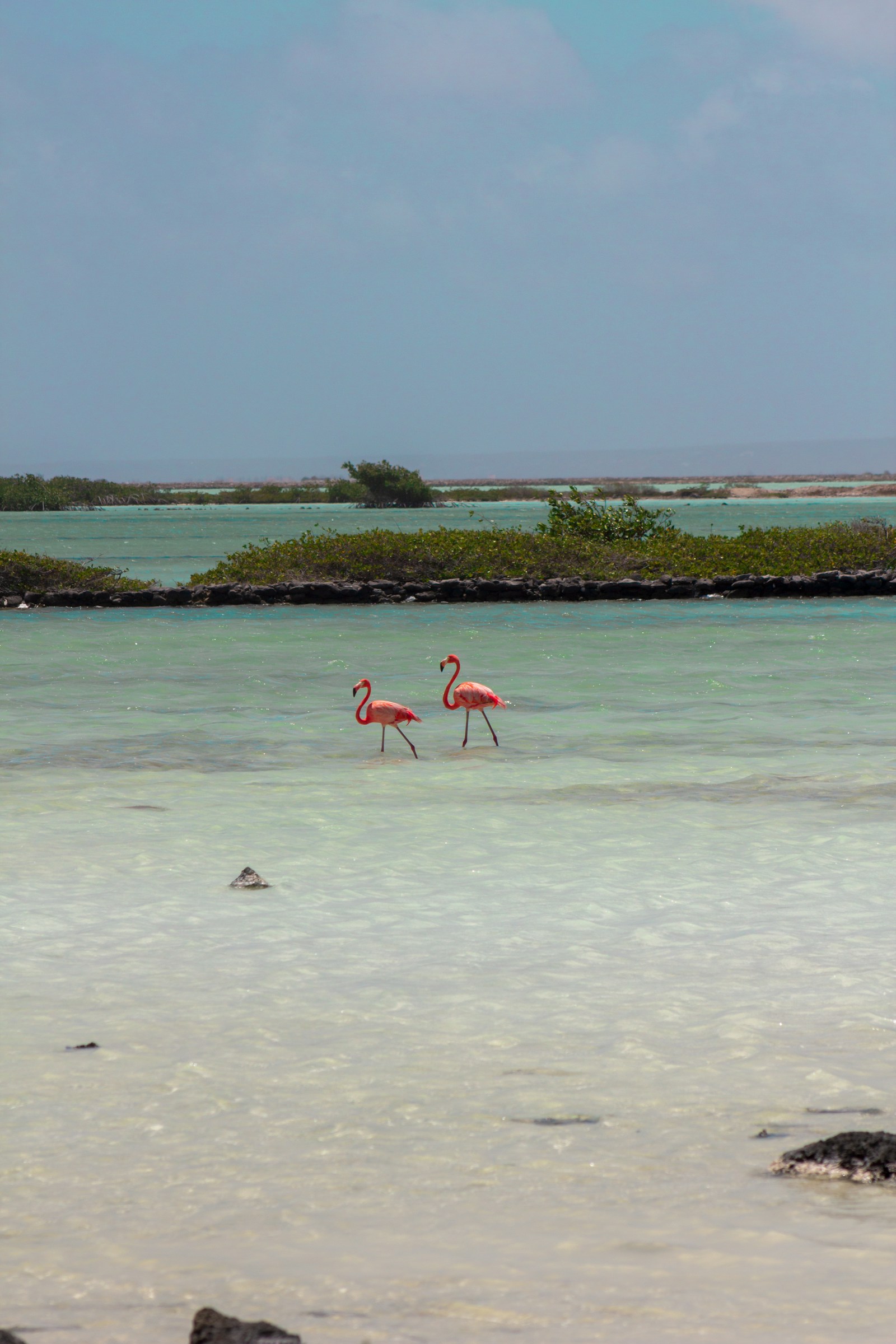 Pink flamingos wading in the turquoise salt flats, Bonaire