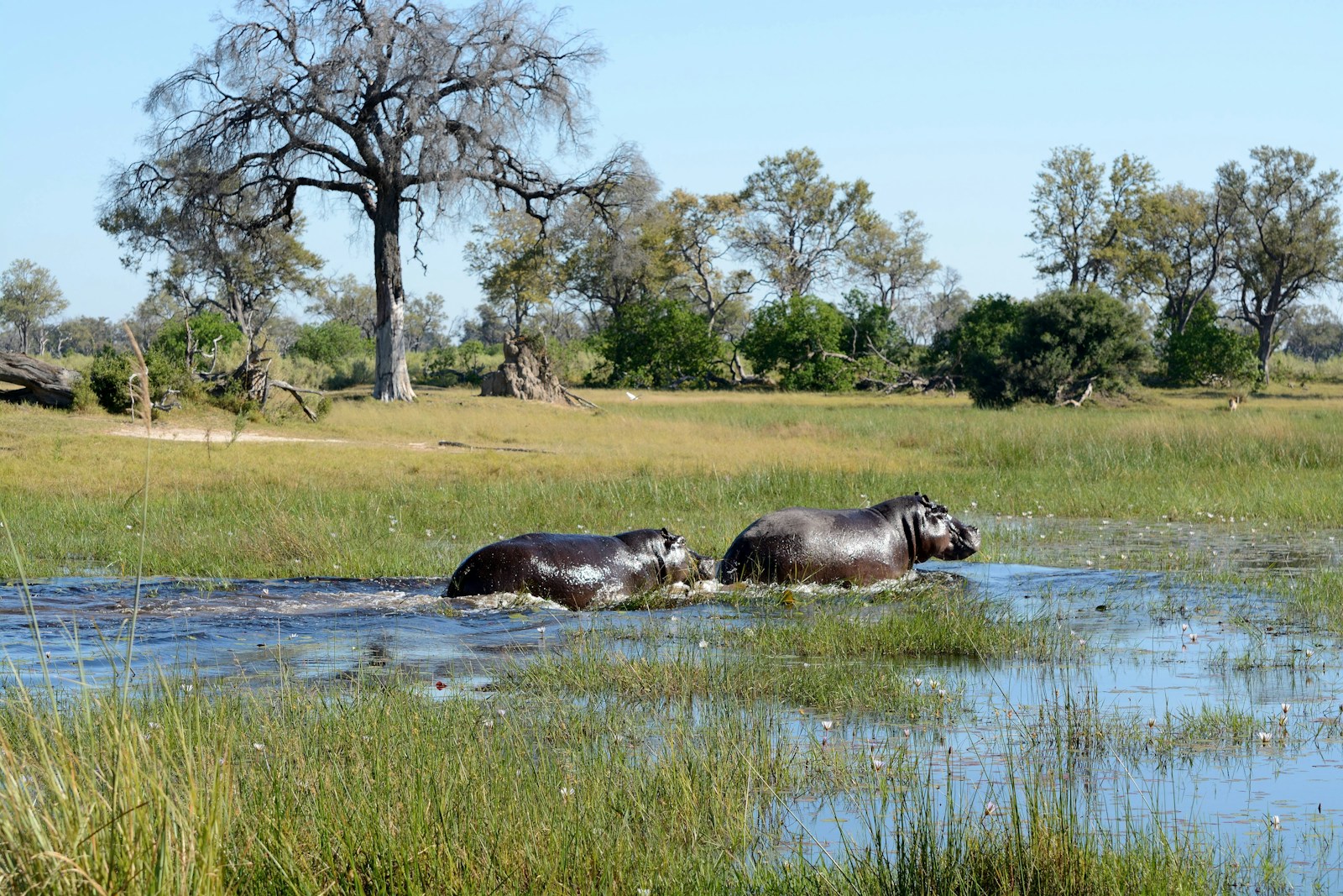 Two hippos wading through the shallow, lily-dotted waters of the Okavango Delta in Botswana