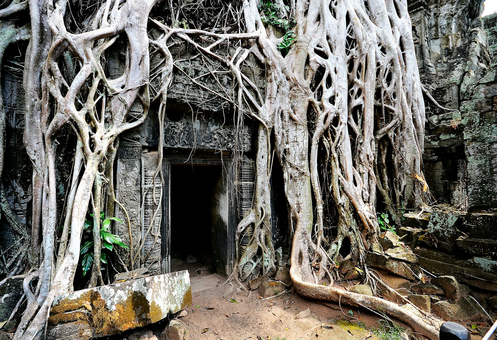 Giant tree roots enveloping a temple doorway at Ta Prohm