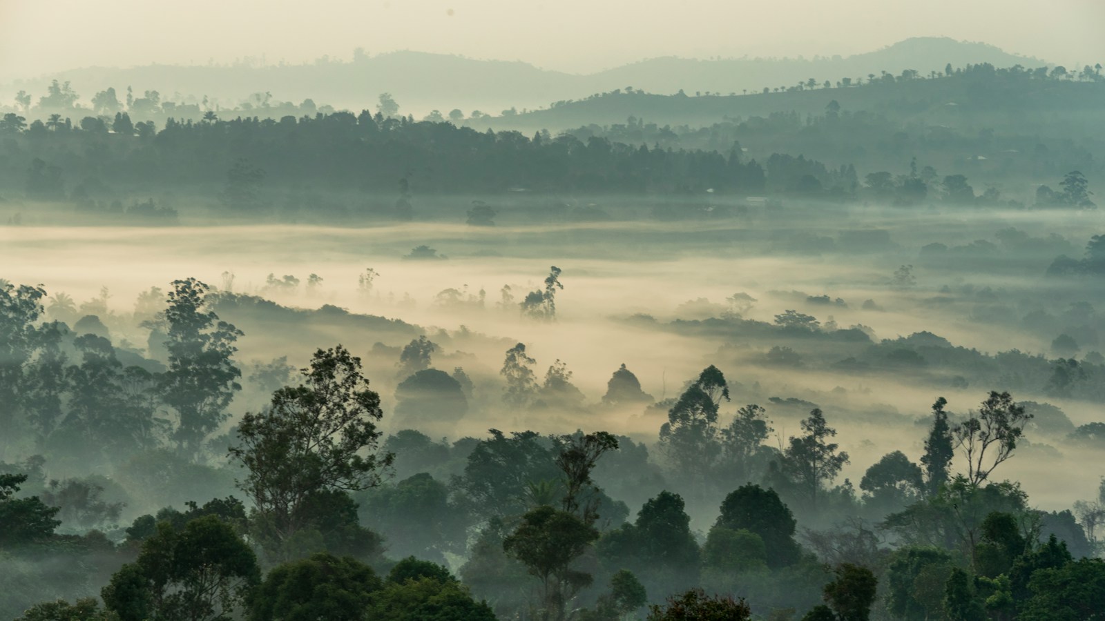 Misty green highlands on a morning walk at Bansoa, Cameroon