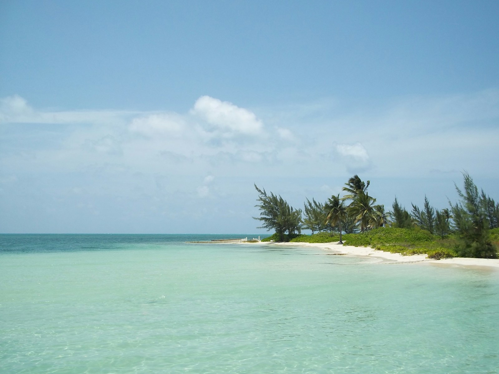 A calm turquoise beach fringed with palms and casuarinas, Cayman Islands
