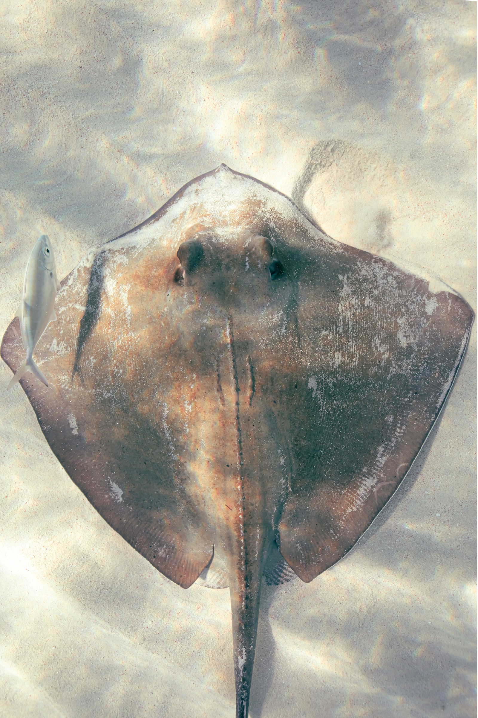 A southern stingray gliding over pale sand in shallow water, Stingray City, Cayman Islands