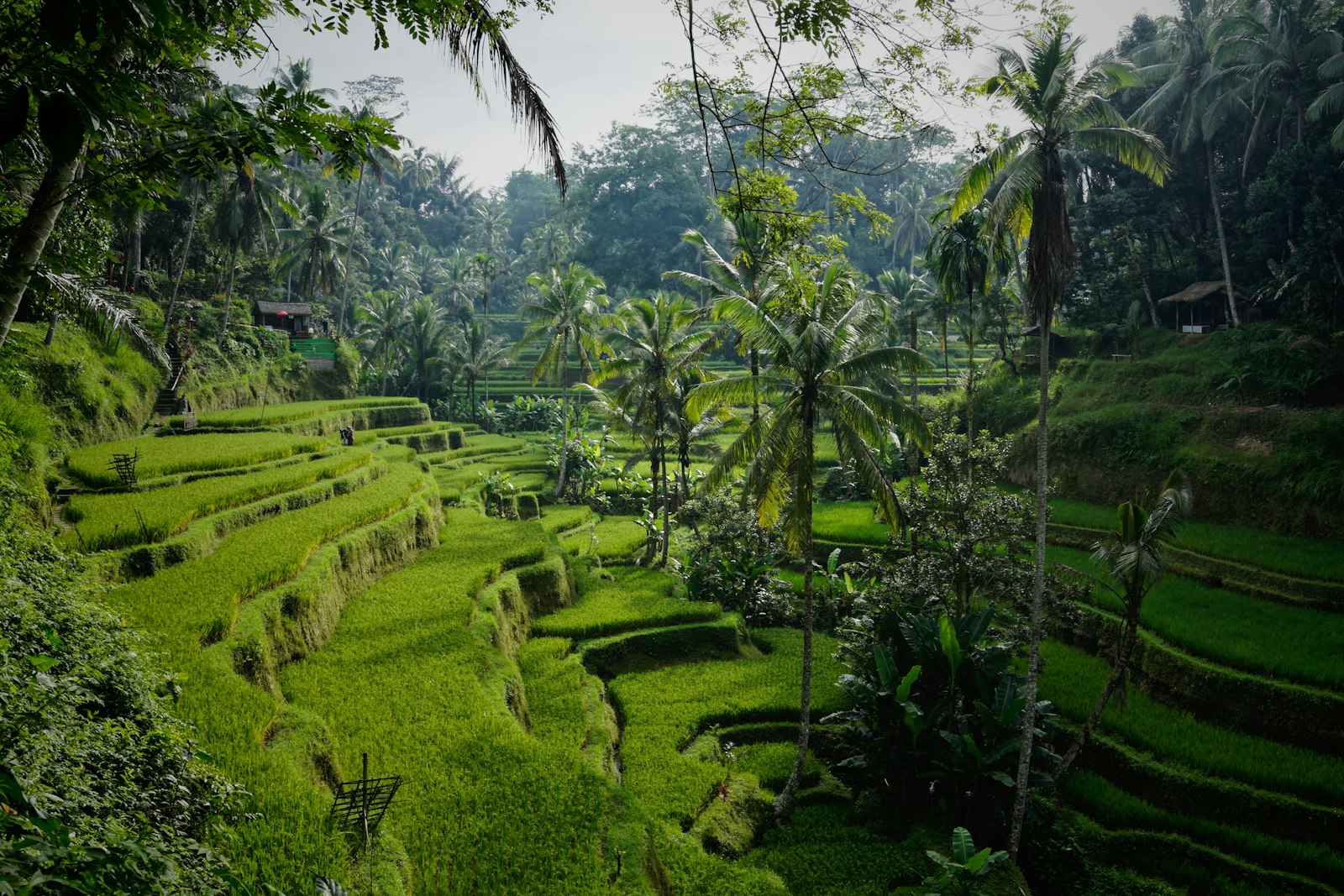 Green rice terraces with palm trees in Tegallalang, Bali