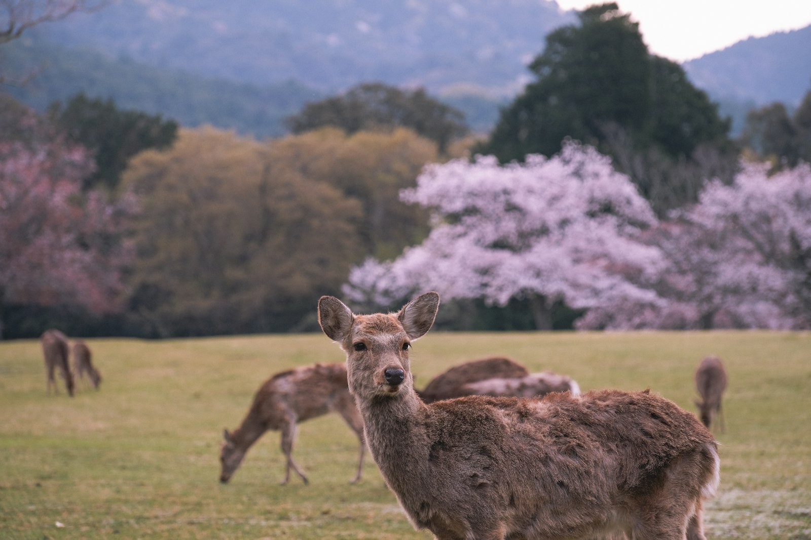 Deer grazing in a park in Nara, Japan
