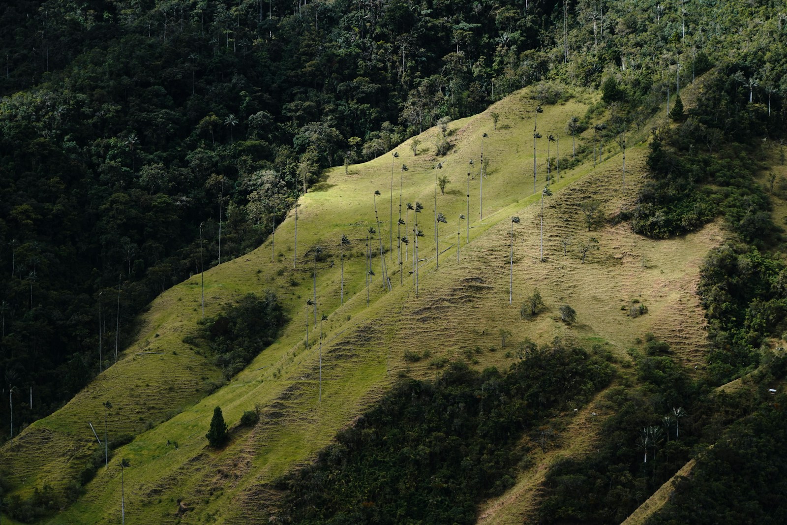 Towering wax palms on a green hillside in the Cocora Valley coffee country