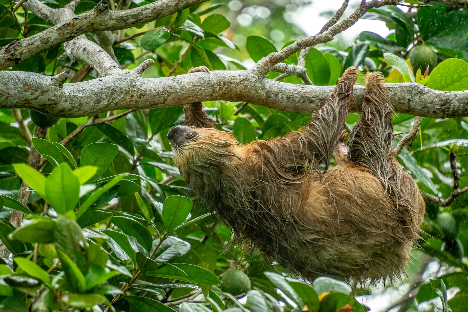 A sloth hanging from a branch in the Costa Rican rainforest