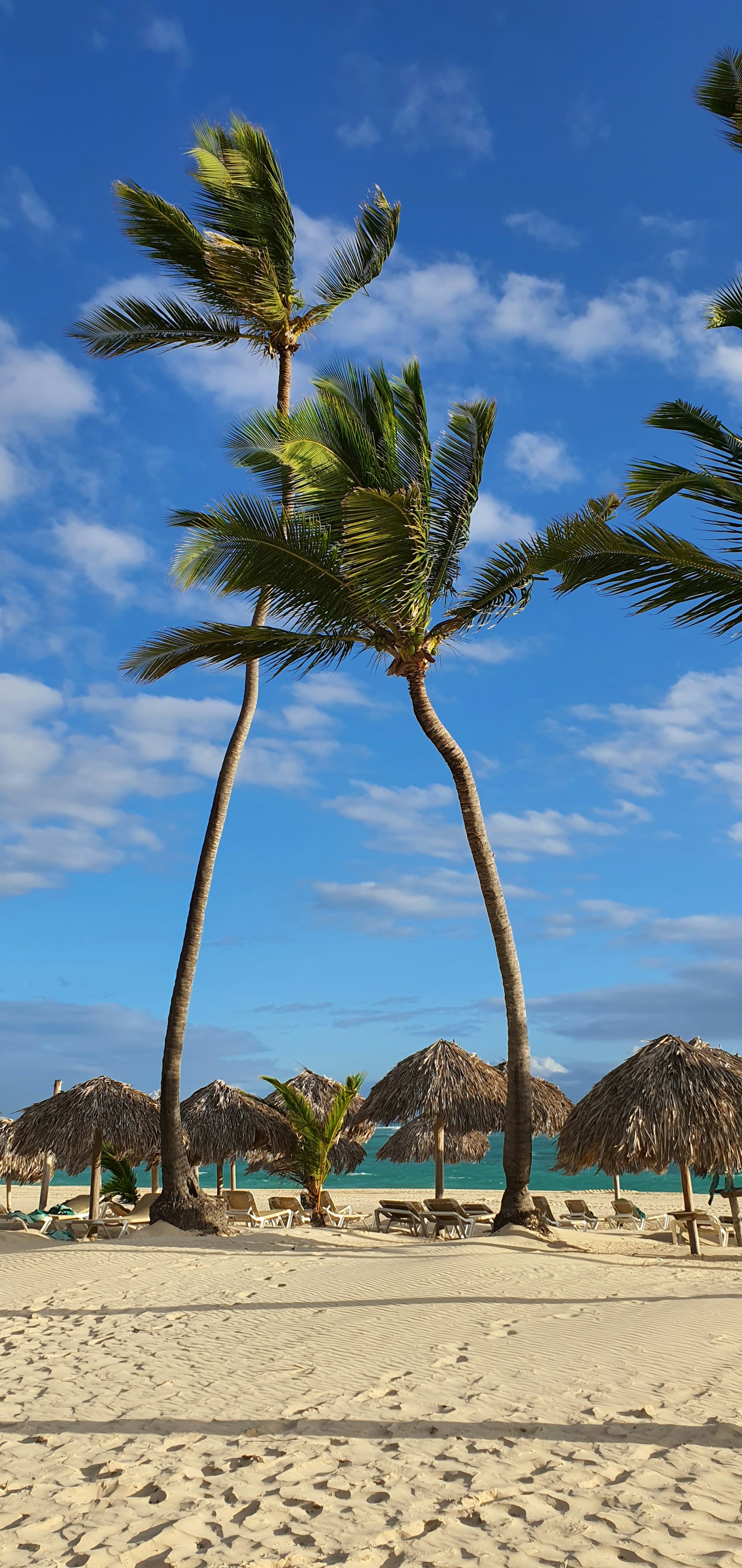 Tall palms and thatched palapa umbrellas on a white-sand Punta Cana beach in the Dominican Republic