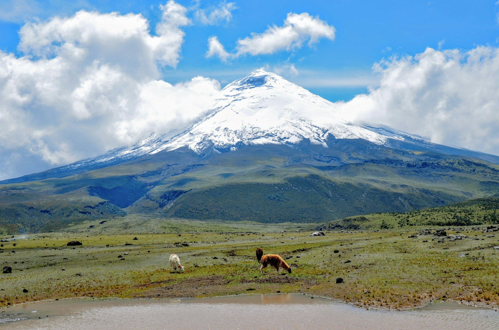 The snow-capped cone of Cotopaxi volcano rising over the paramo with grazing llamas in Ecuador