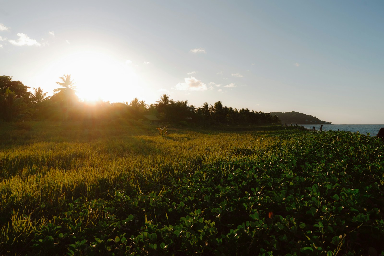 Sun breaking over grassland near Cayenne, French Guiana