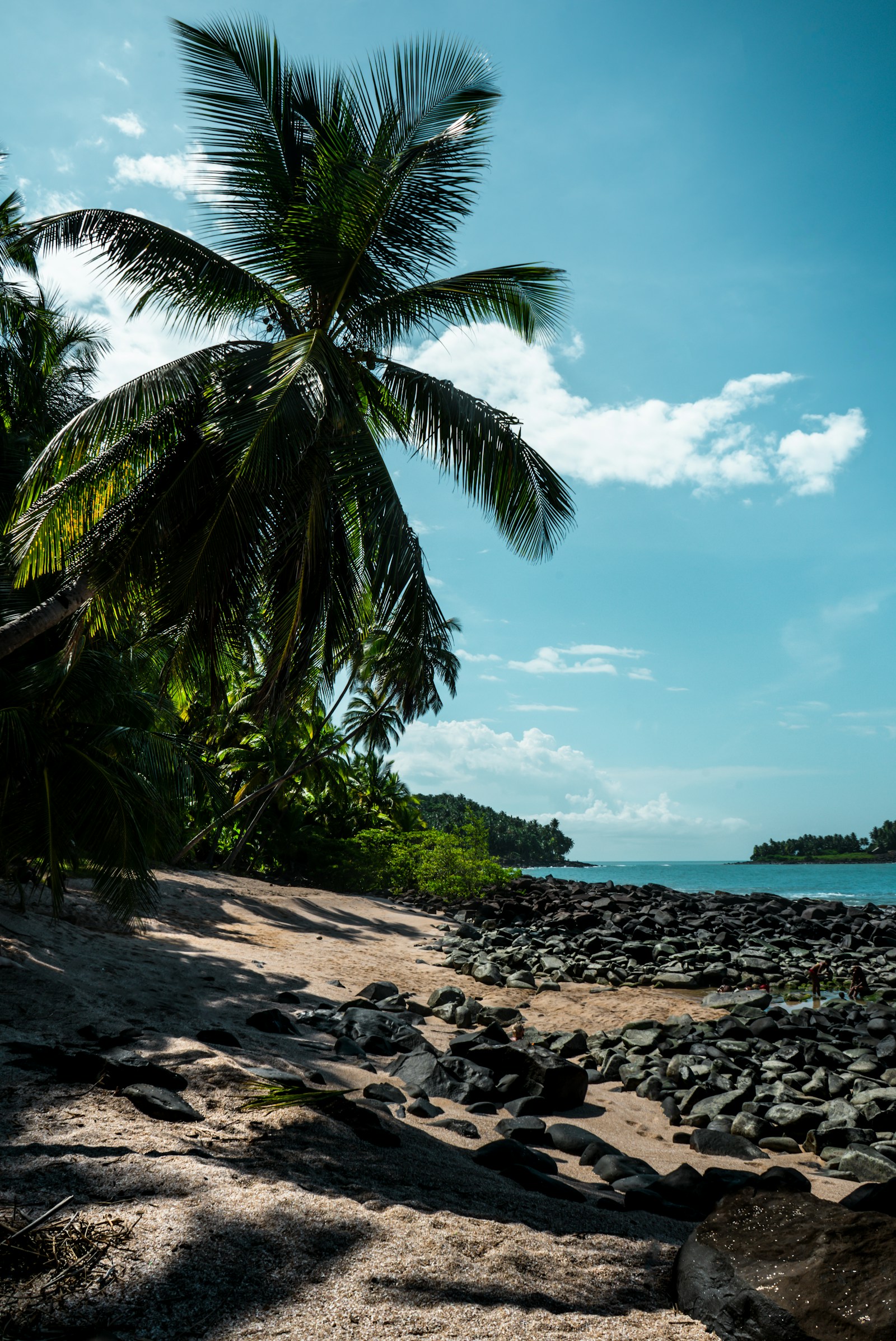 A palm over the rocky shore of the Iles du Salut off Cayenne, French Guiana