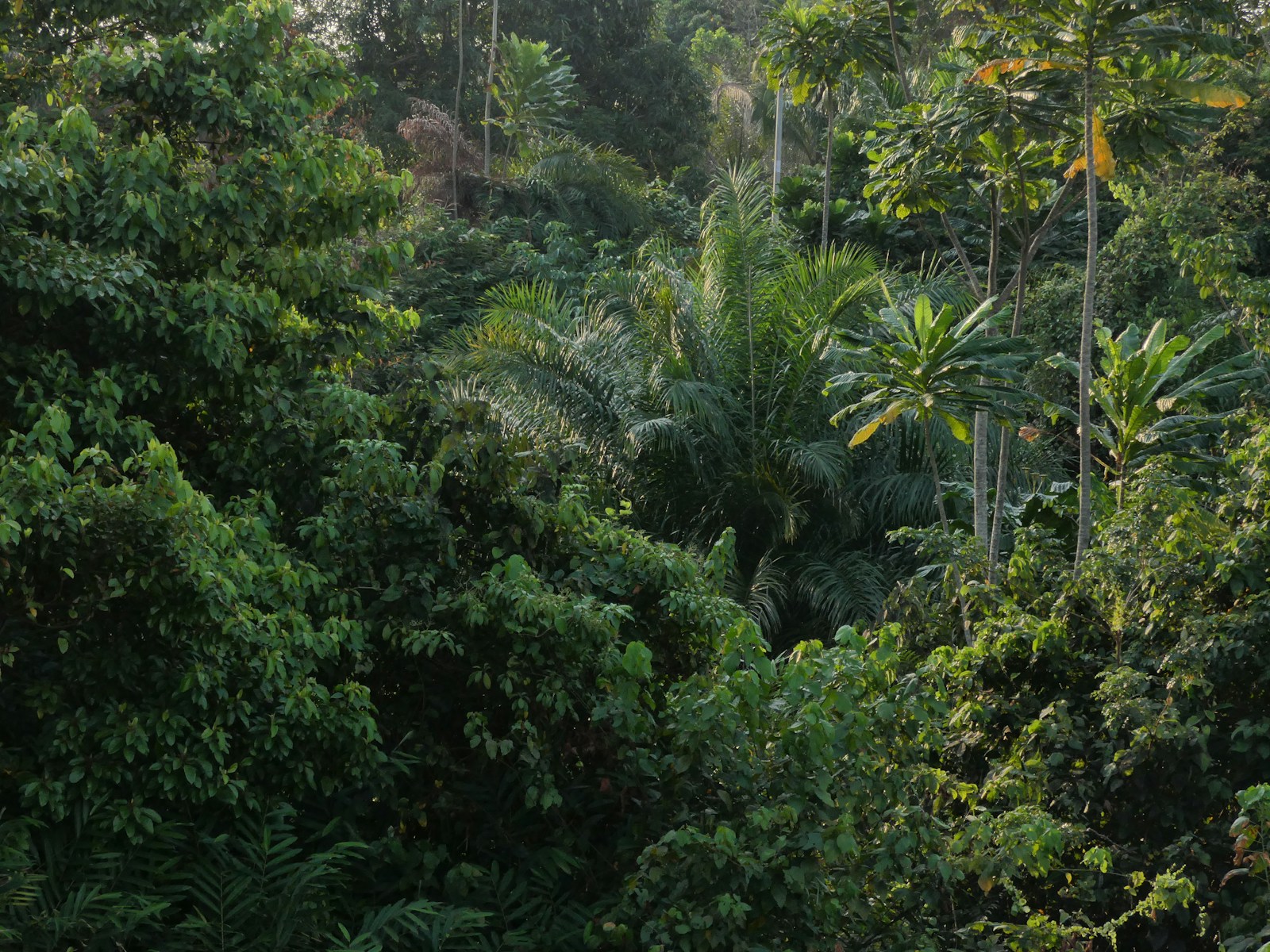 Dense green tropical rainforest, Gabon