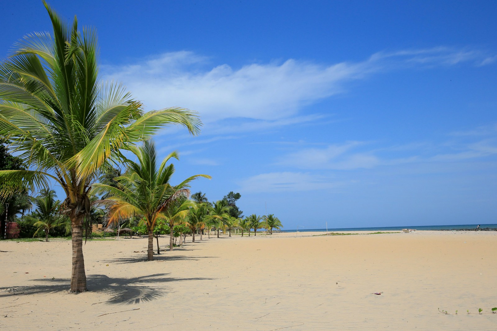 A wide golden Atlantic beach lined with coconut palms, The Gambia