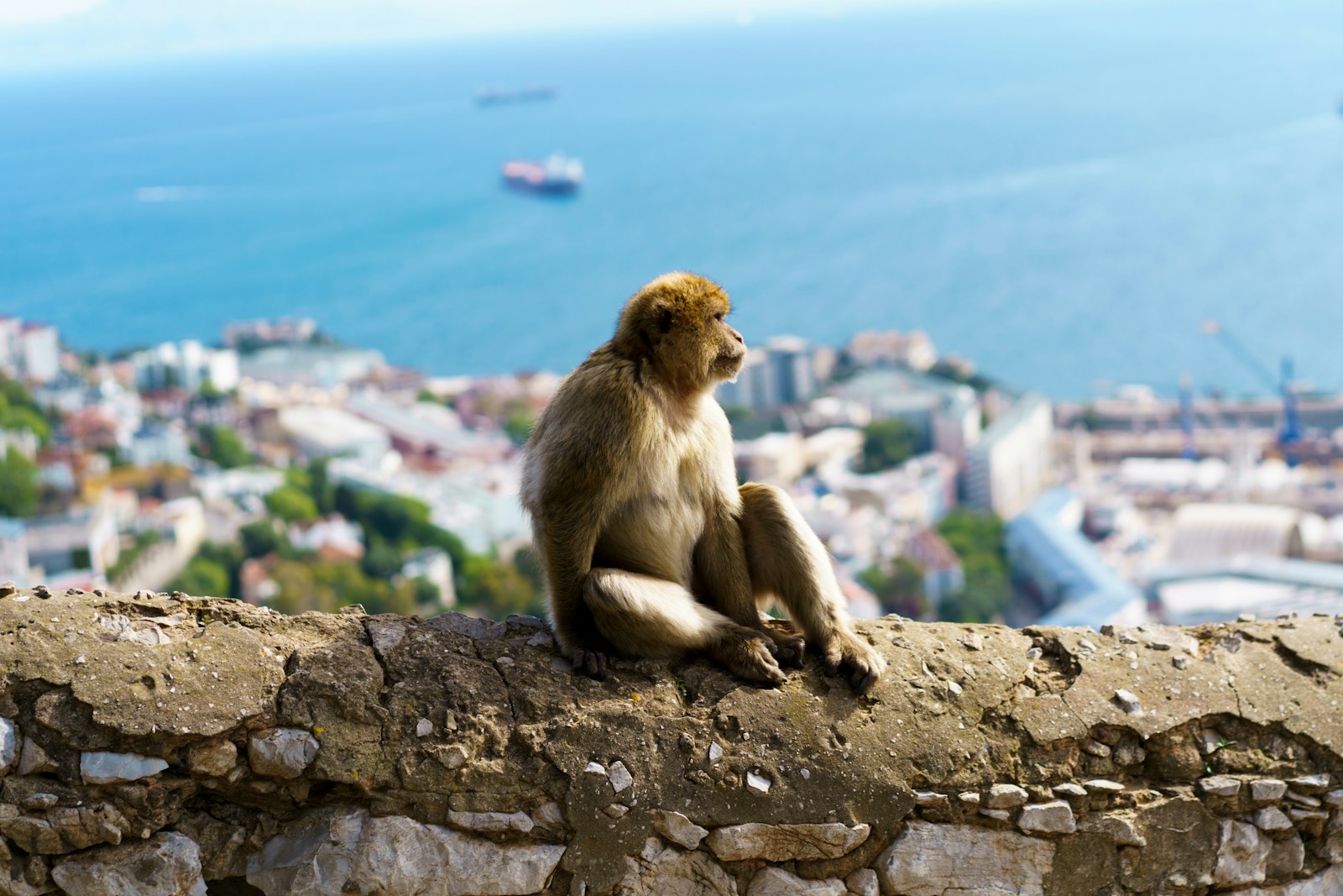 A Barbary macaque sitting on a wall overlooking the town and sea, Gibraltar