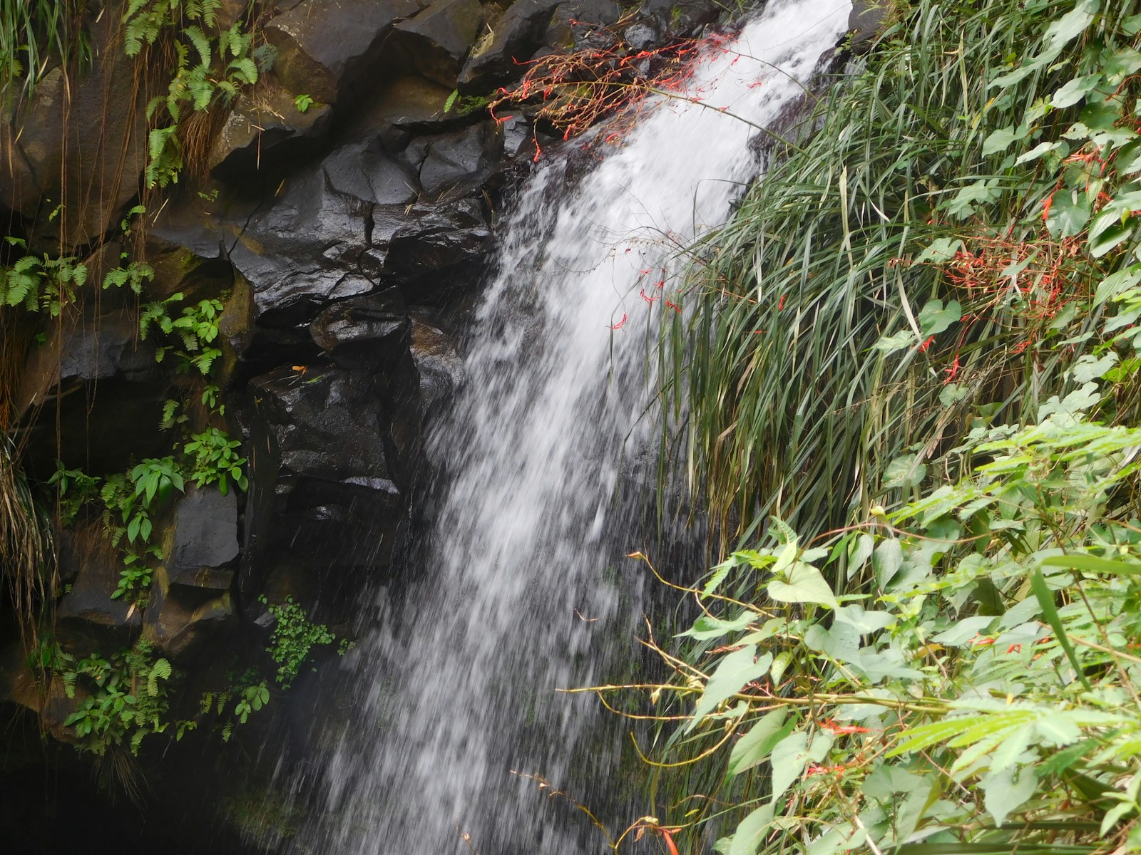 A rainforest waterfall with red flowers in the Grenada interior