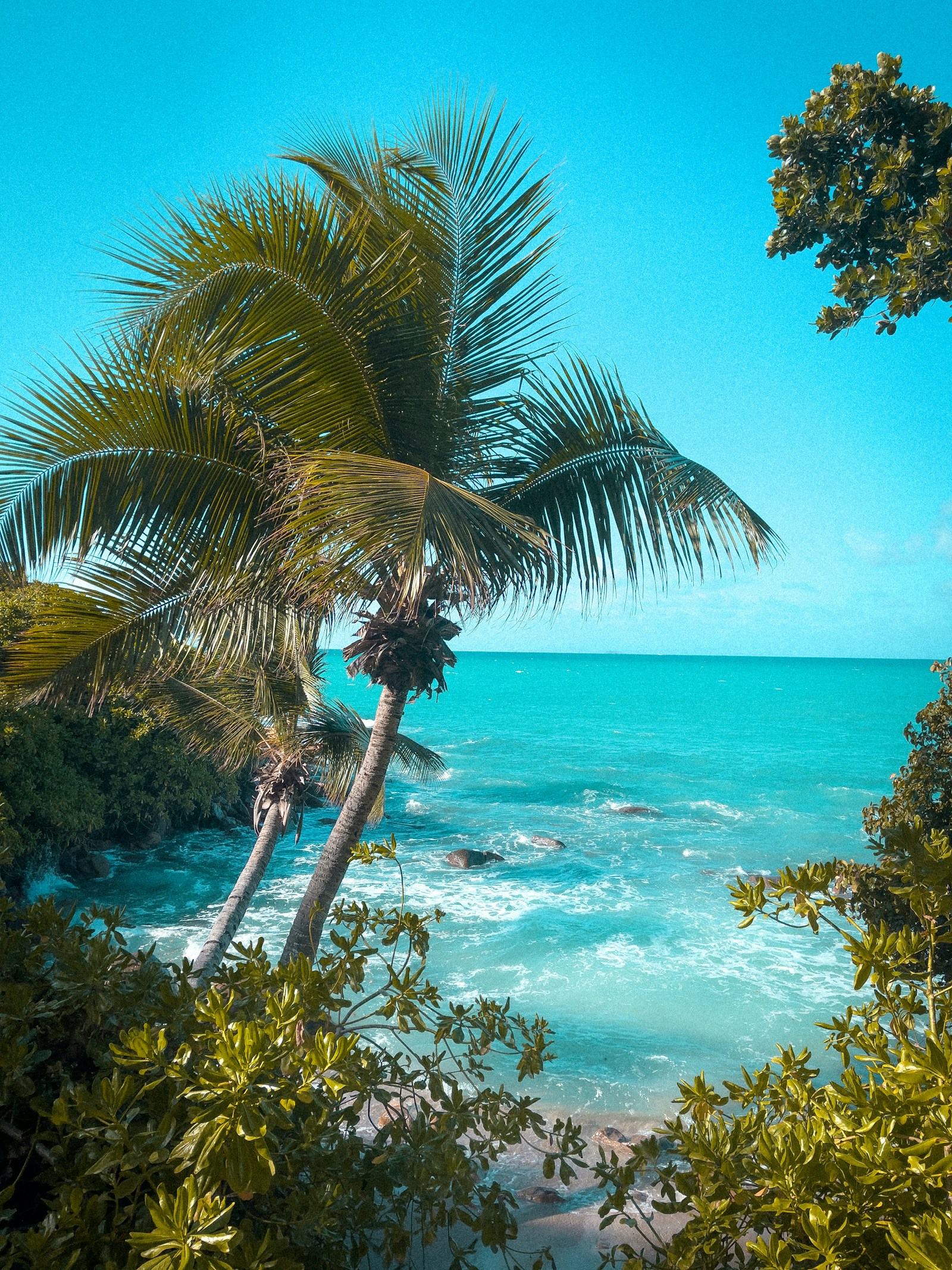 Coconut palms leaning over a turquoise cove, Guadeloupe