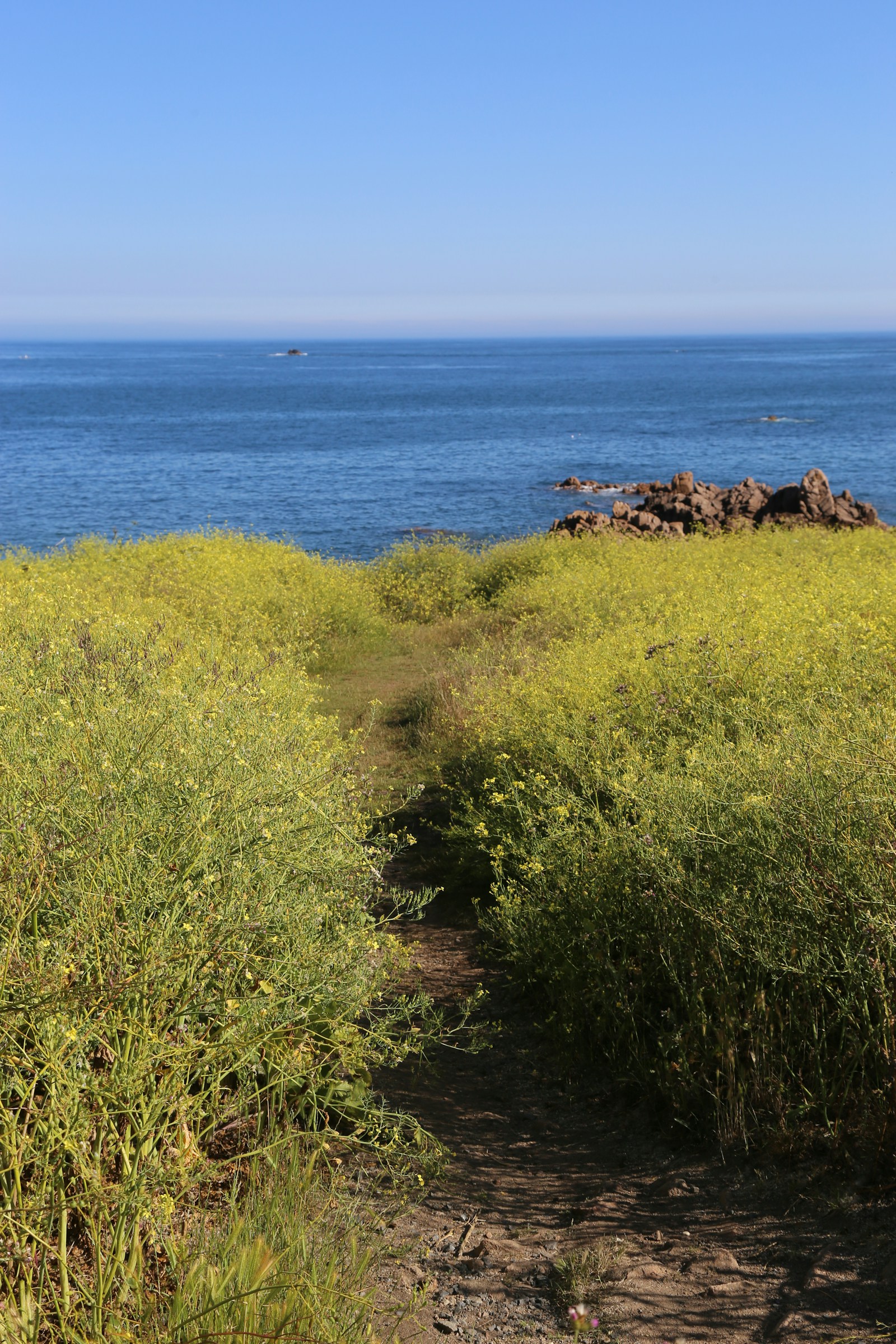 A wildflower coast path leading down to the blue sea and rocks, Guernsey