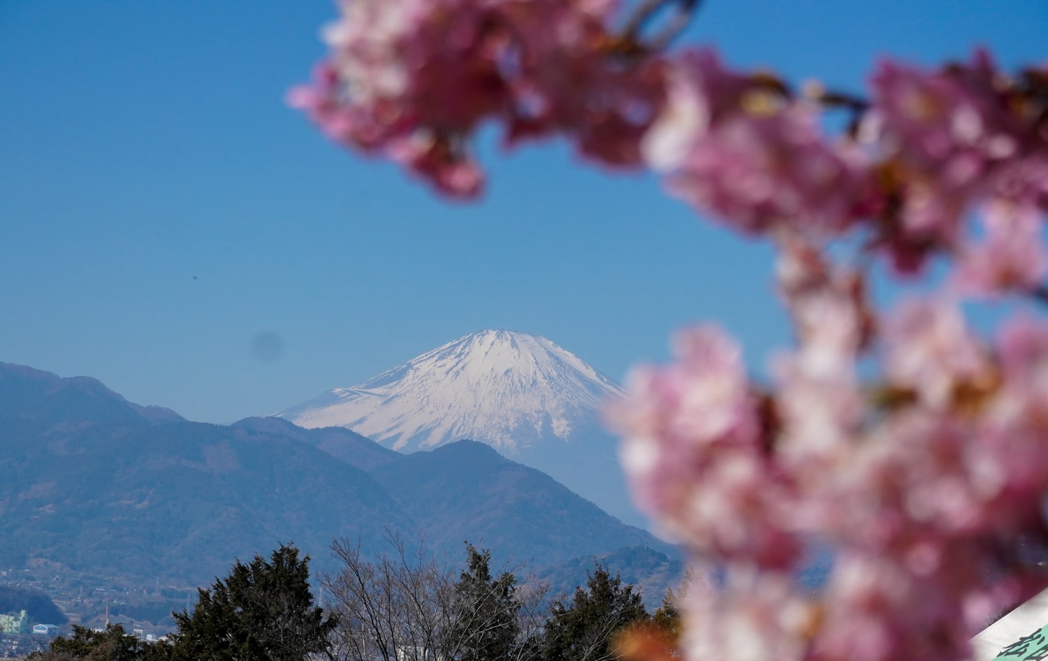 Mount Fuji behind cherry blossoms under a blue sky