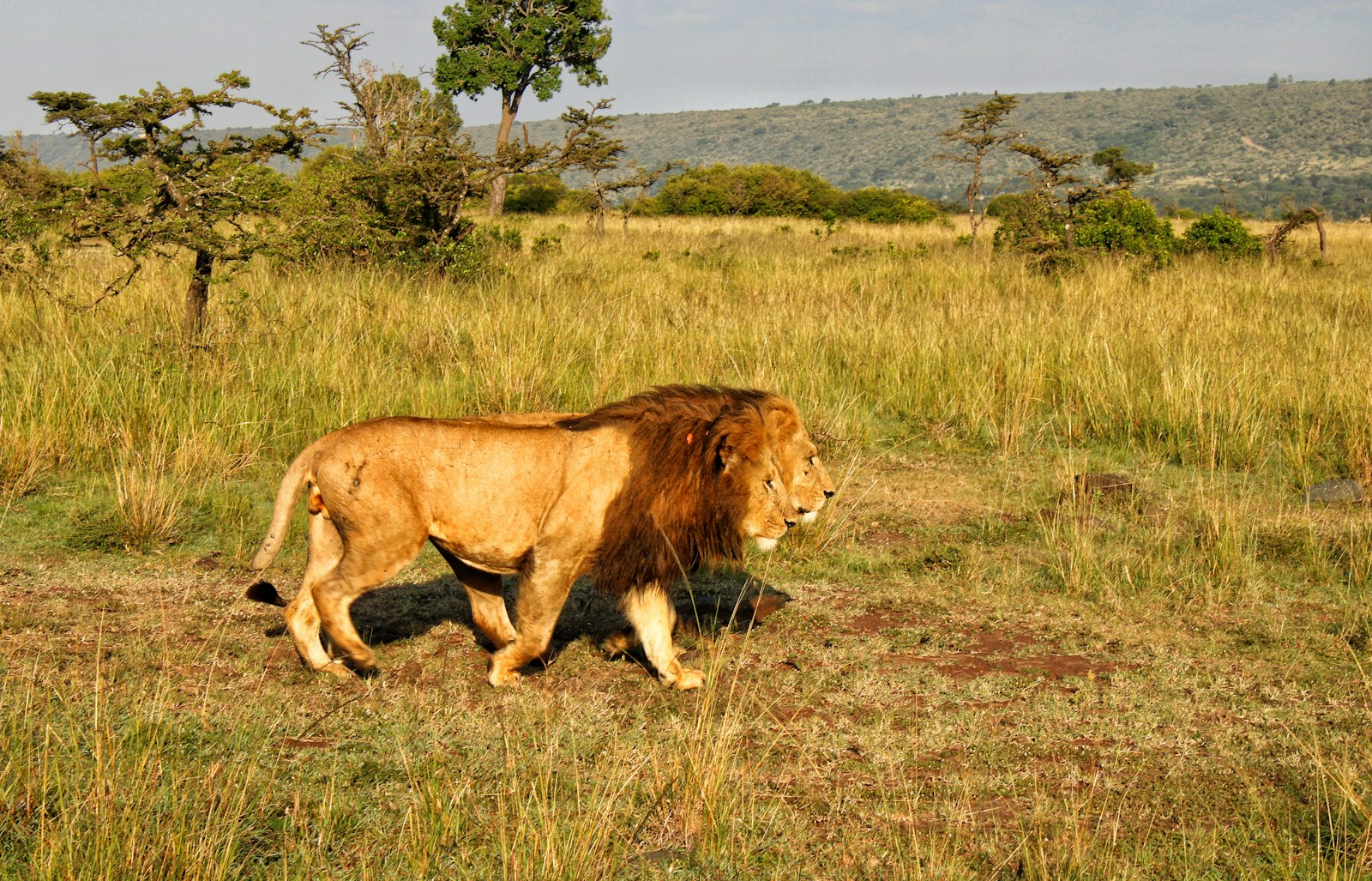 A male lion walking through the golden grassland of the Maasai Mara in Kenya