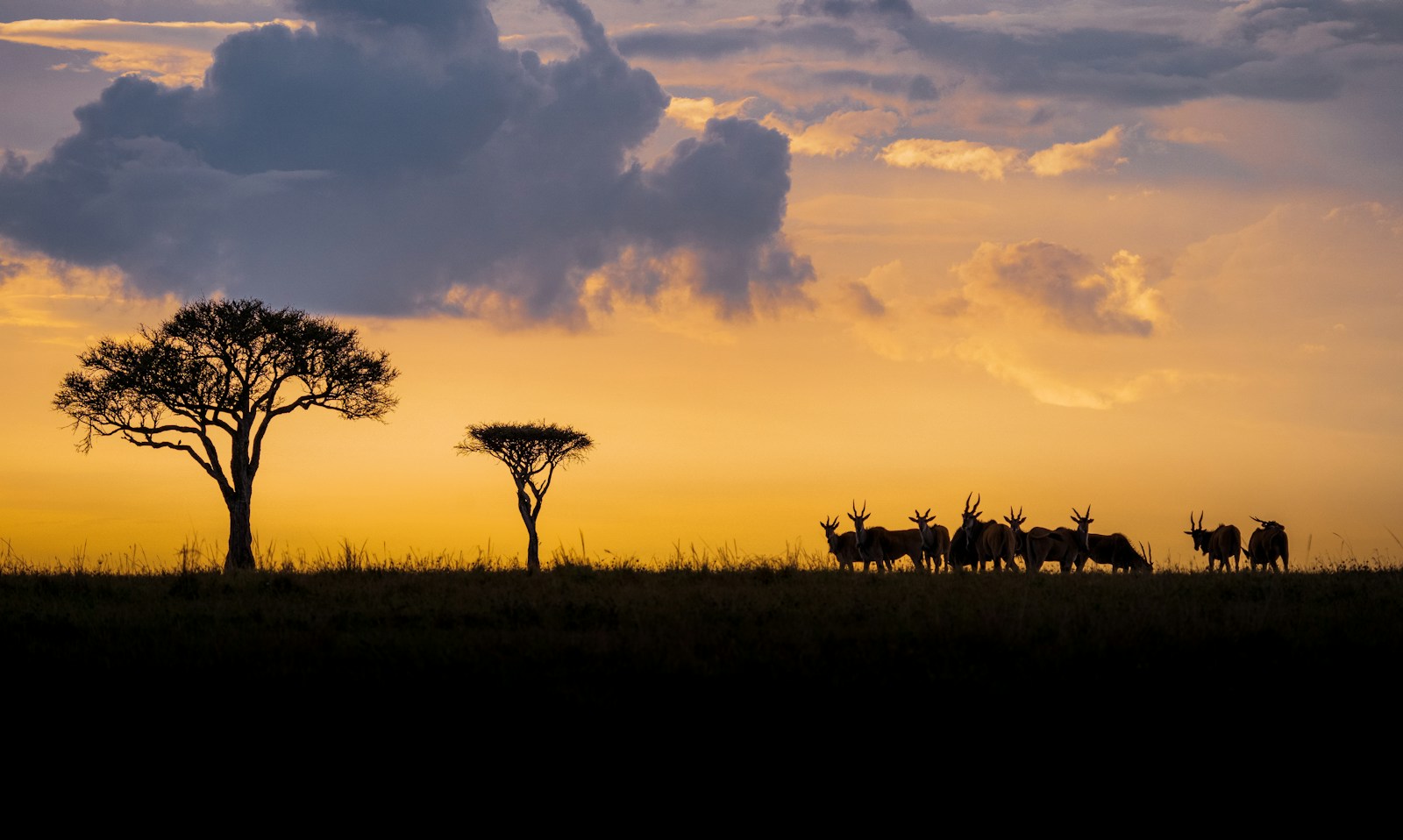 Acacia trees and a herd of antelope silhouetted against a golden savanna sunset in Kenya