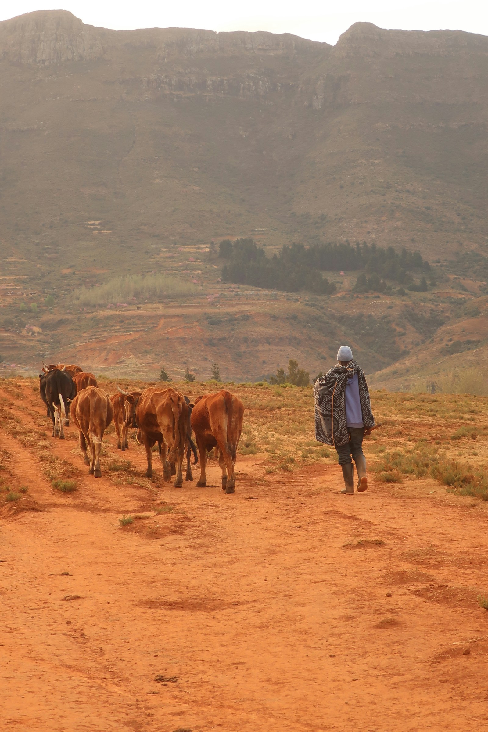 A Basotho herder walking cattle down a highland road at Malealea, Lesotho
