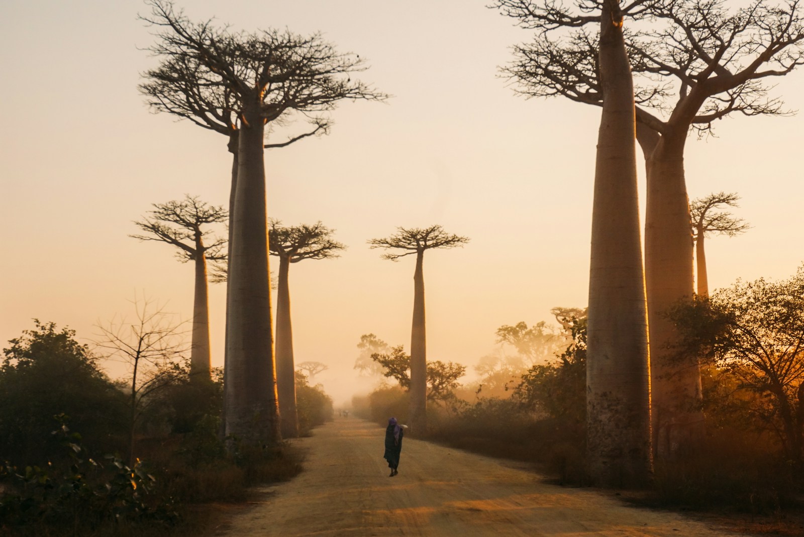 A lone figure walking the dirt road of the Avenue of the Baobabs at golden hour in Madagascar