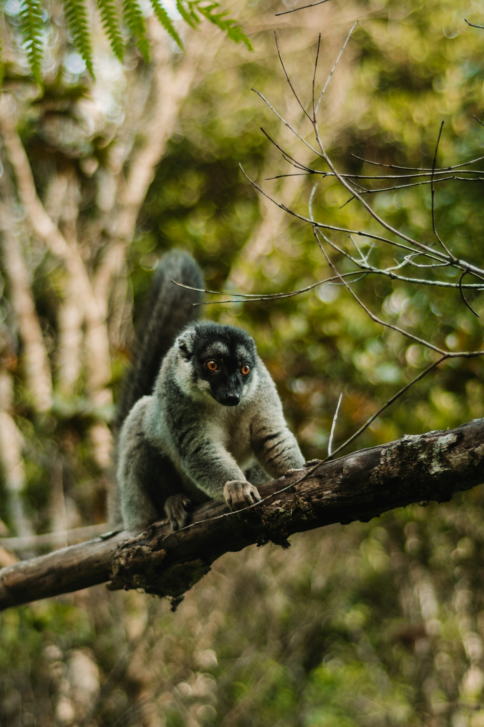 A lemur with bright orange eyes perched on a branch in the Madagascar rainforest