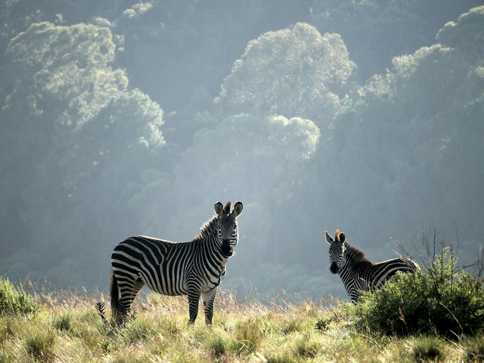 Two zebras in misty highland grassland at dawn, Malawi