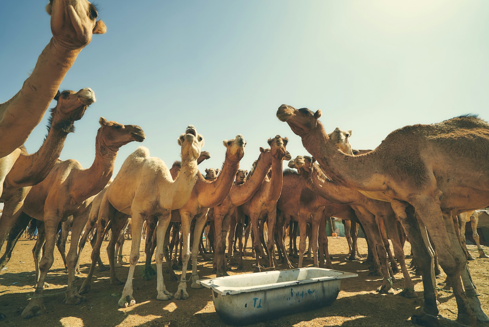 Camels gathered at the camel bazaar in Nouakchott, Mauritania