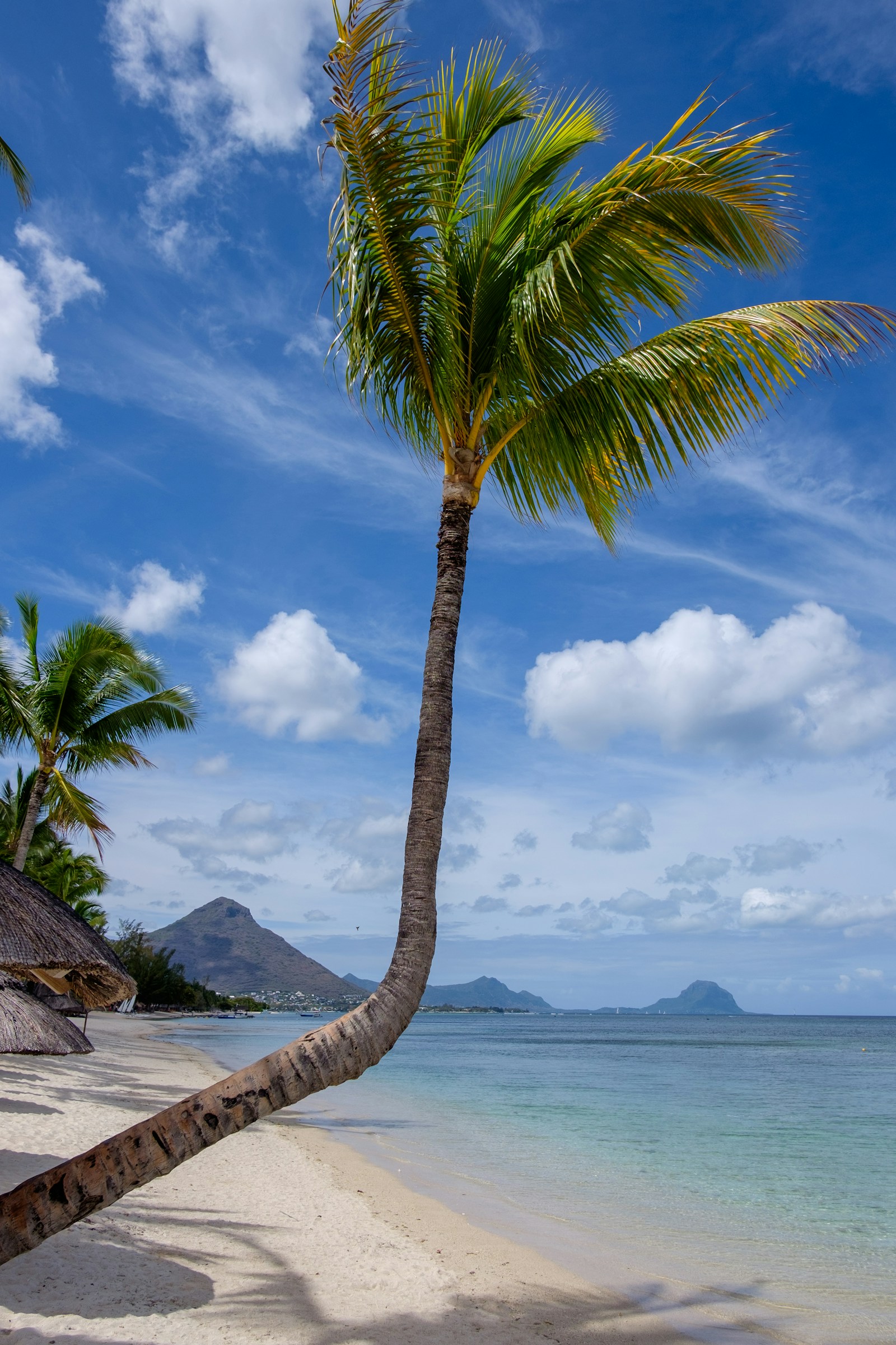 A leaning coconut palm over the white sand and turquoise lagoon of a Mauritius beach, Le Morne in the distance