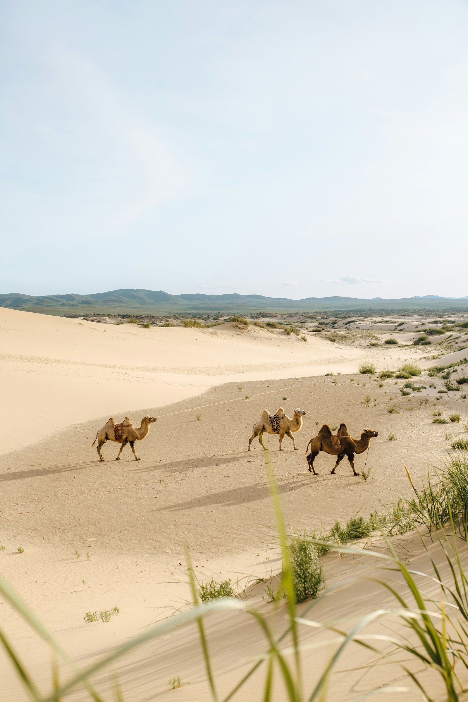 Three Bactrian camels crossing the sand dunes of the Gobi Desert in Mongolia