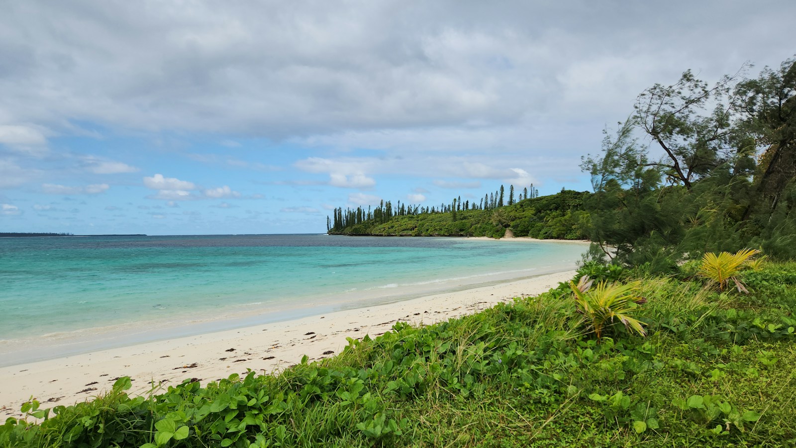 A white-sand beach with tall Cook pines and turquoise lagoon, Isle of Pines, New Caledonia