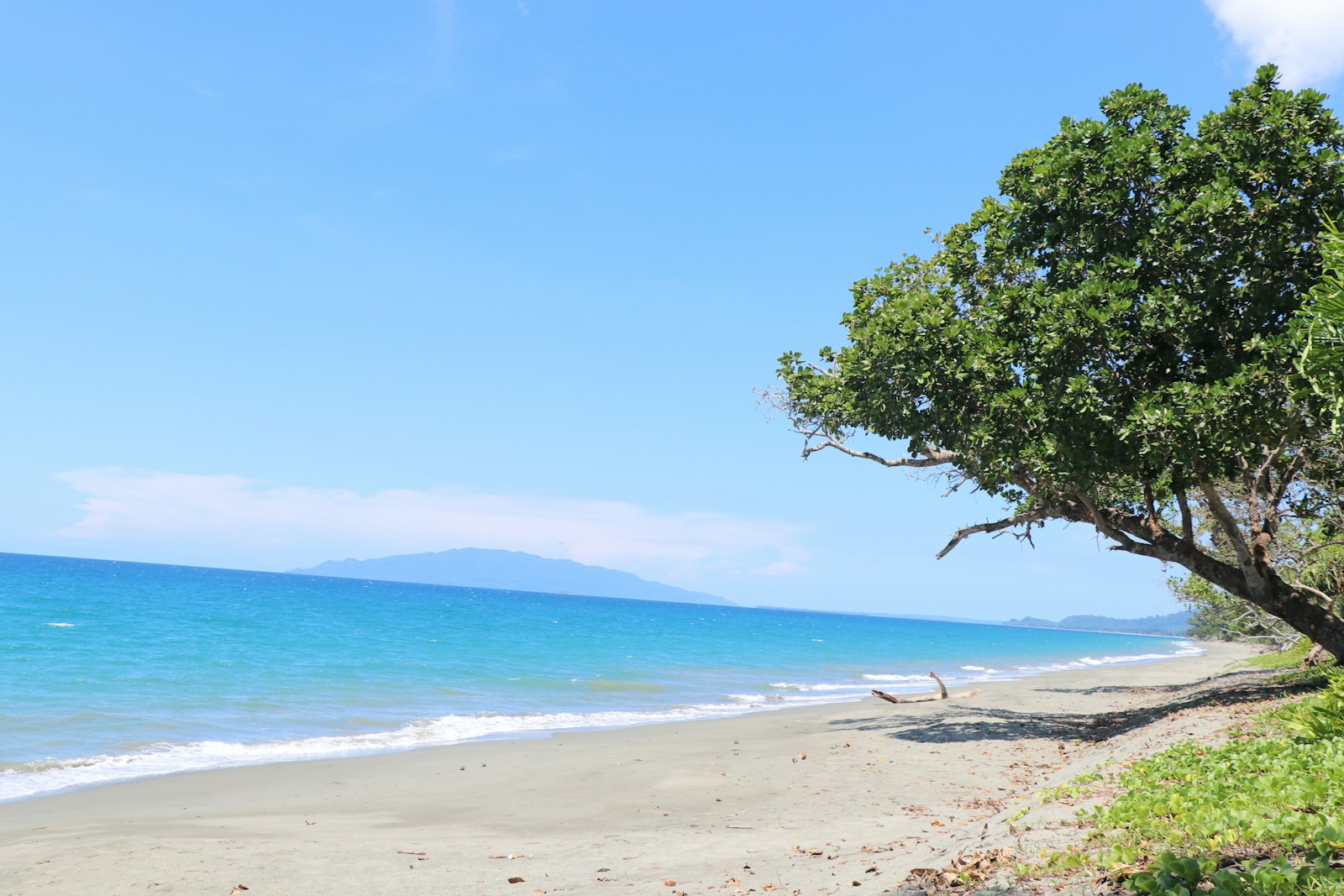 A wind-shaped tree on a beach with Kairuru Island beyond, East Sepik, Papua New Guinea