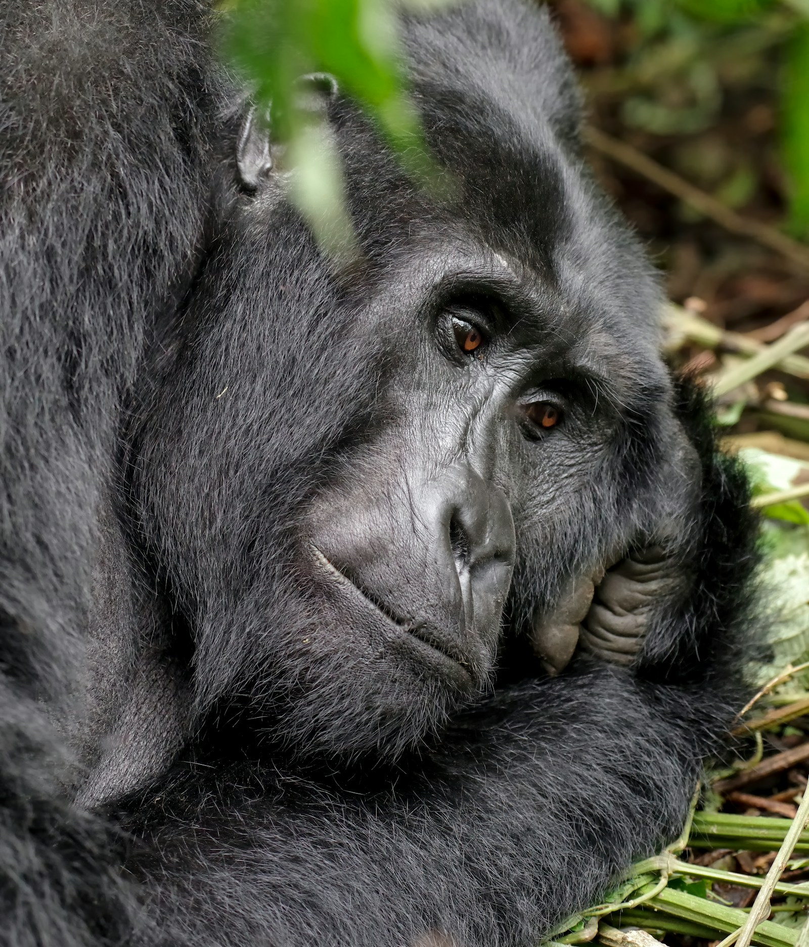 A mountain gorilla resting in the green forest, gazing calmly, in Rwanda