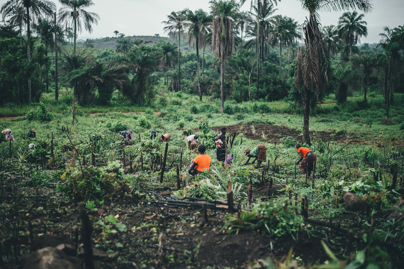 People farming a green clearing ringed by palm forest, Sierra Leone