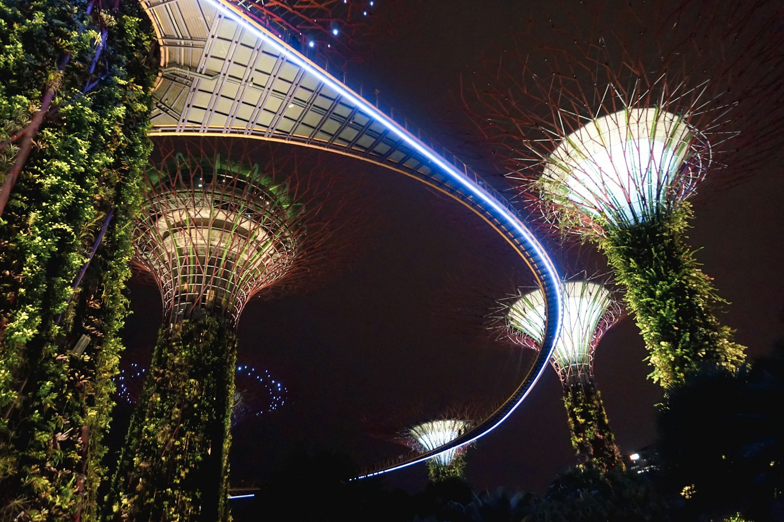 The illuminated Supertree Grove at Gardens by the Bay lit up at night