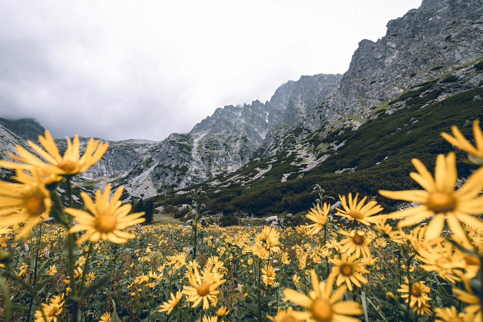 Yellow wildflowers in an alpine meadow below the High Tatras, Slovakia