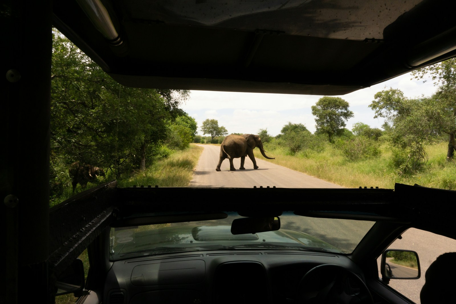 An elephant crossing the road seen from a safari vehicle in Kruger