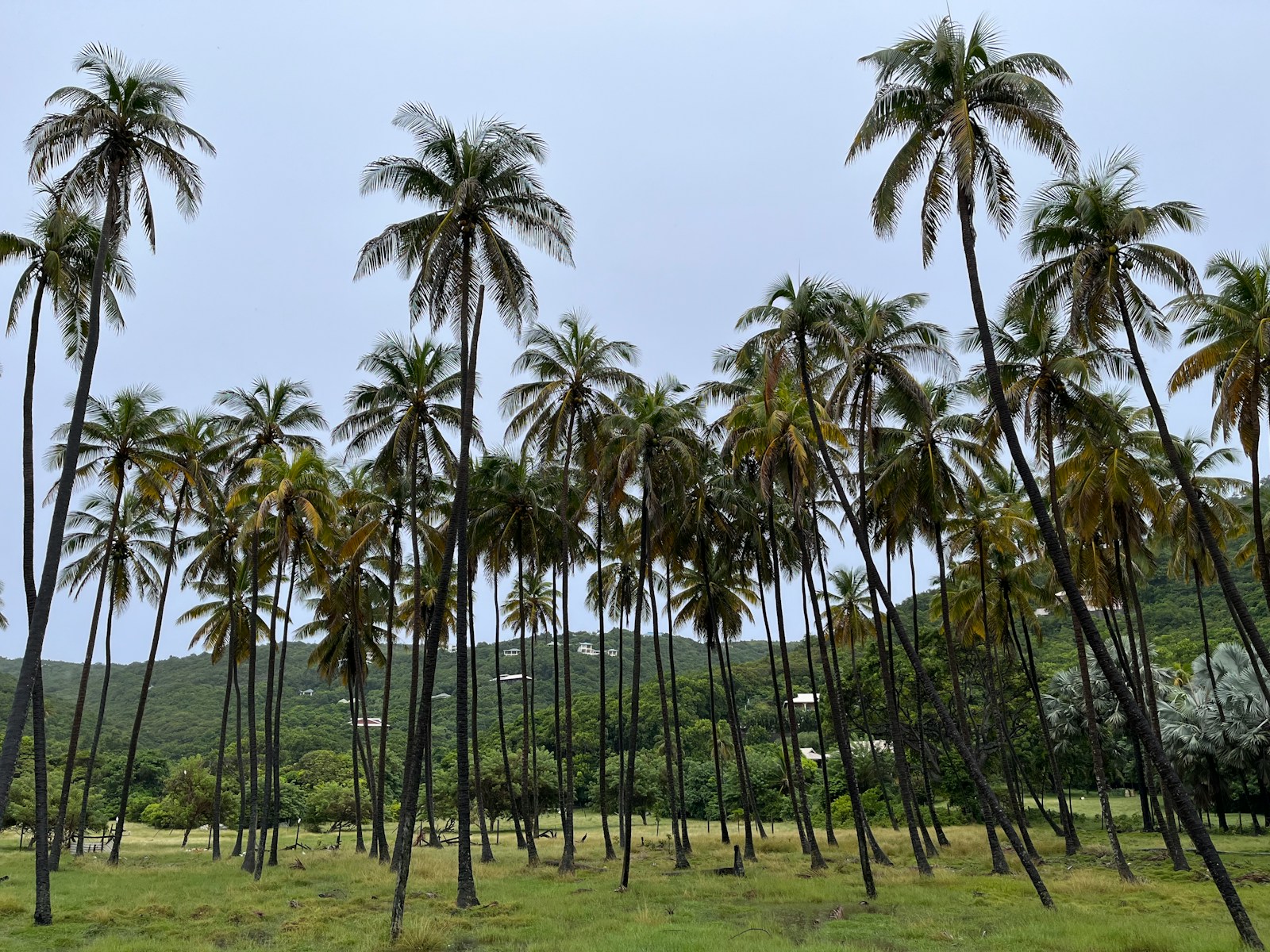 A grove of tall coconut palms below green hills, St Vincent and the Grenadines