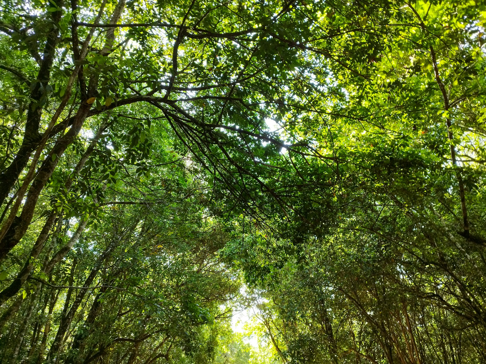 Dense green rainforest canopy, Suriname