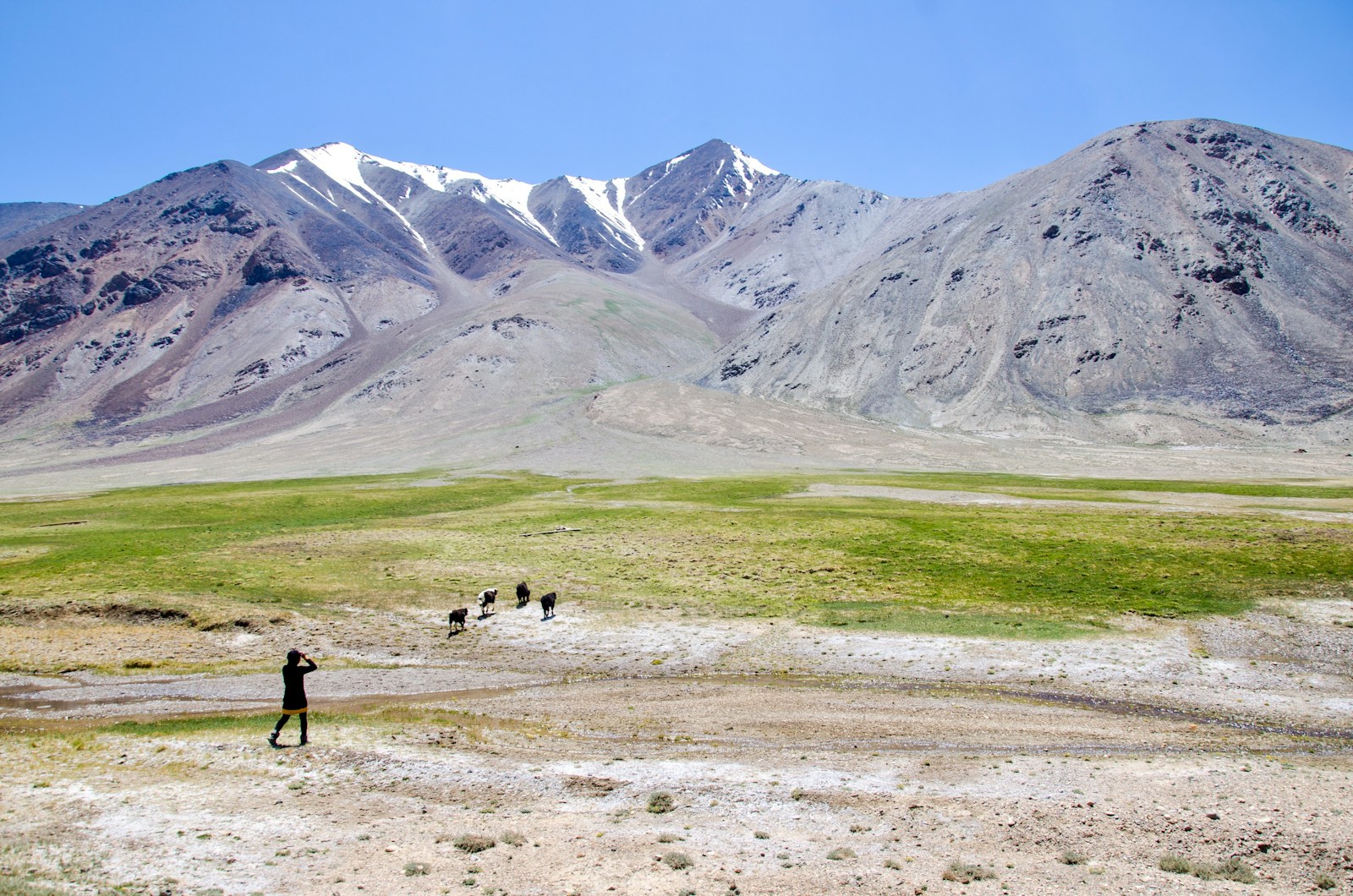 A shepherd and animals crossing a green plateau below snow peaks in the Pamirs, Tajikistan