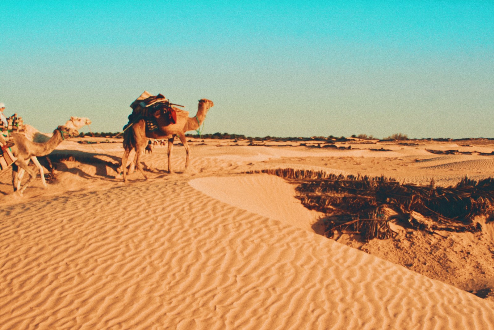 A camel caravan crossing the golden dunes of the Sahara in southern Tunisia