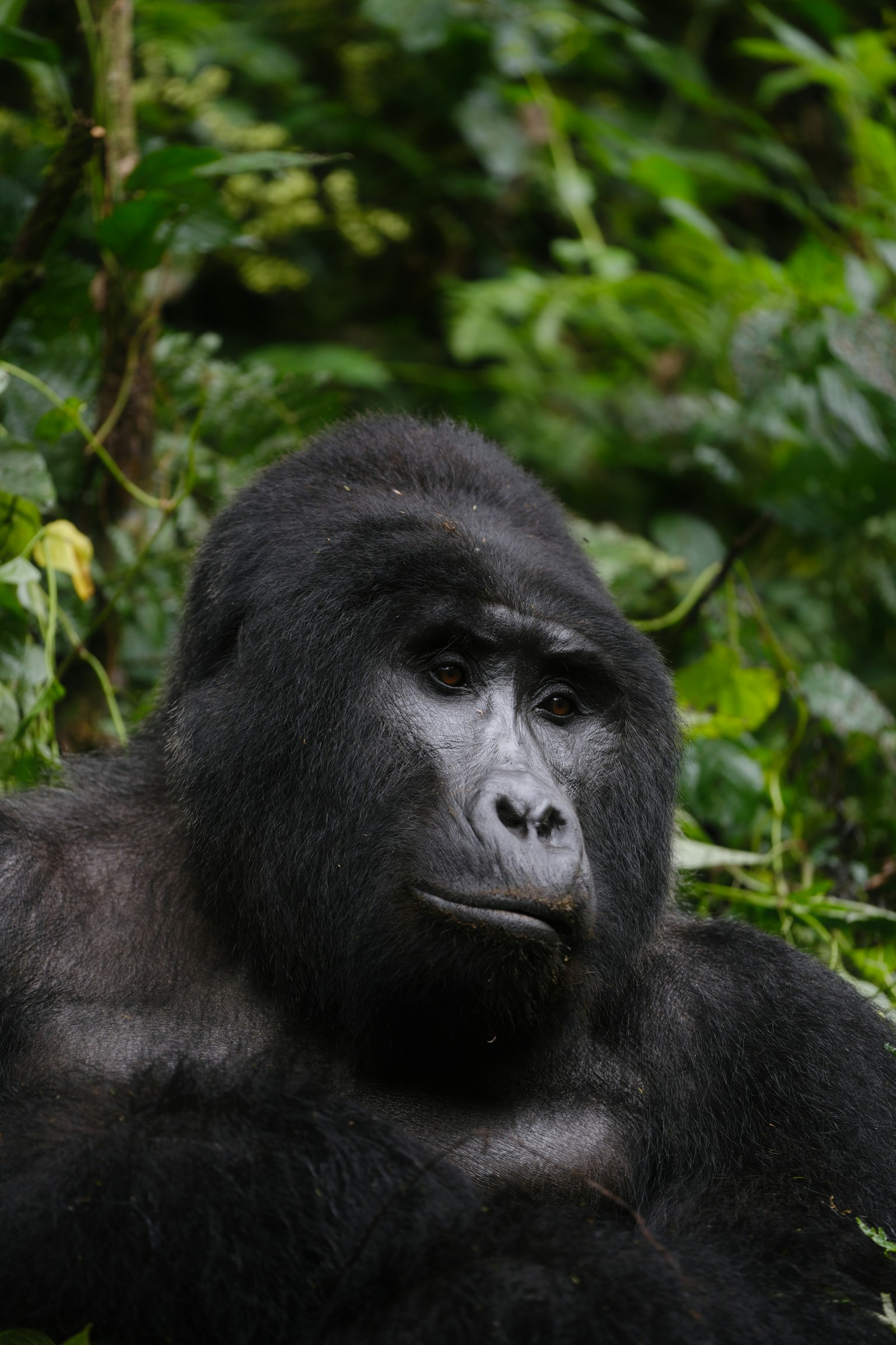 A mountain gorilla in the green Bwindi Impenetrable Forest, Uganda