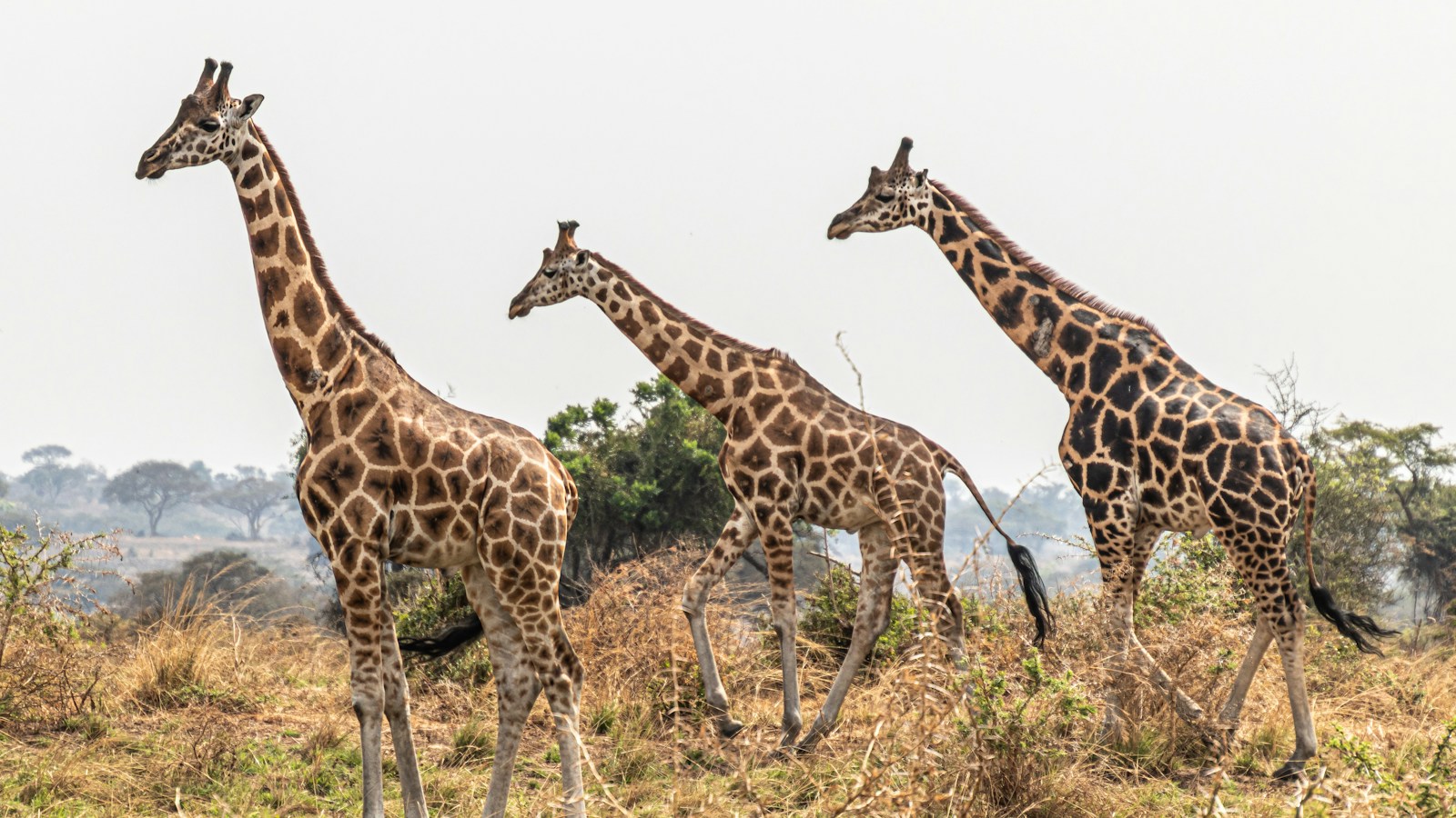 Three Rothschild's giraffes crossing the savanna in Murchison Falls National Park, Uganda